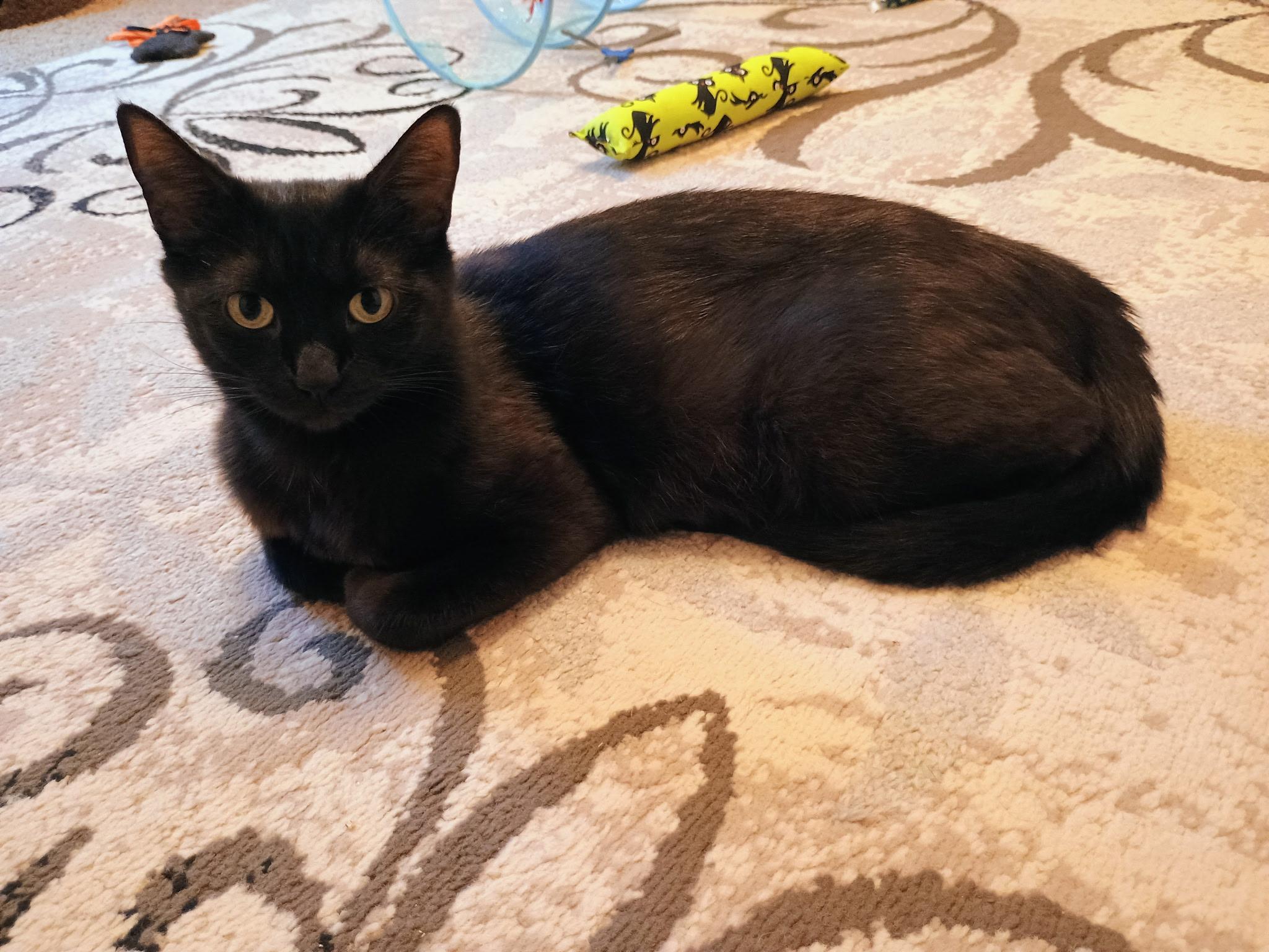 Luna Tuna, an adoptable Domestic Short Hair, Havana in Greensboro, NC, 27409 | Photo Image 5