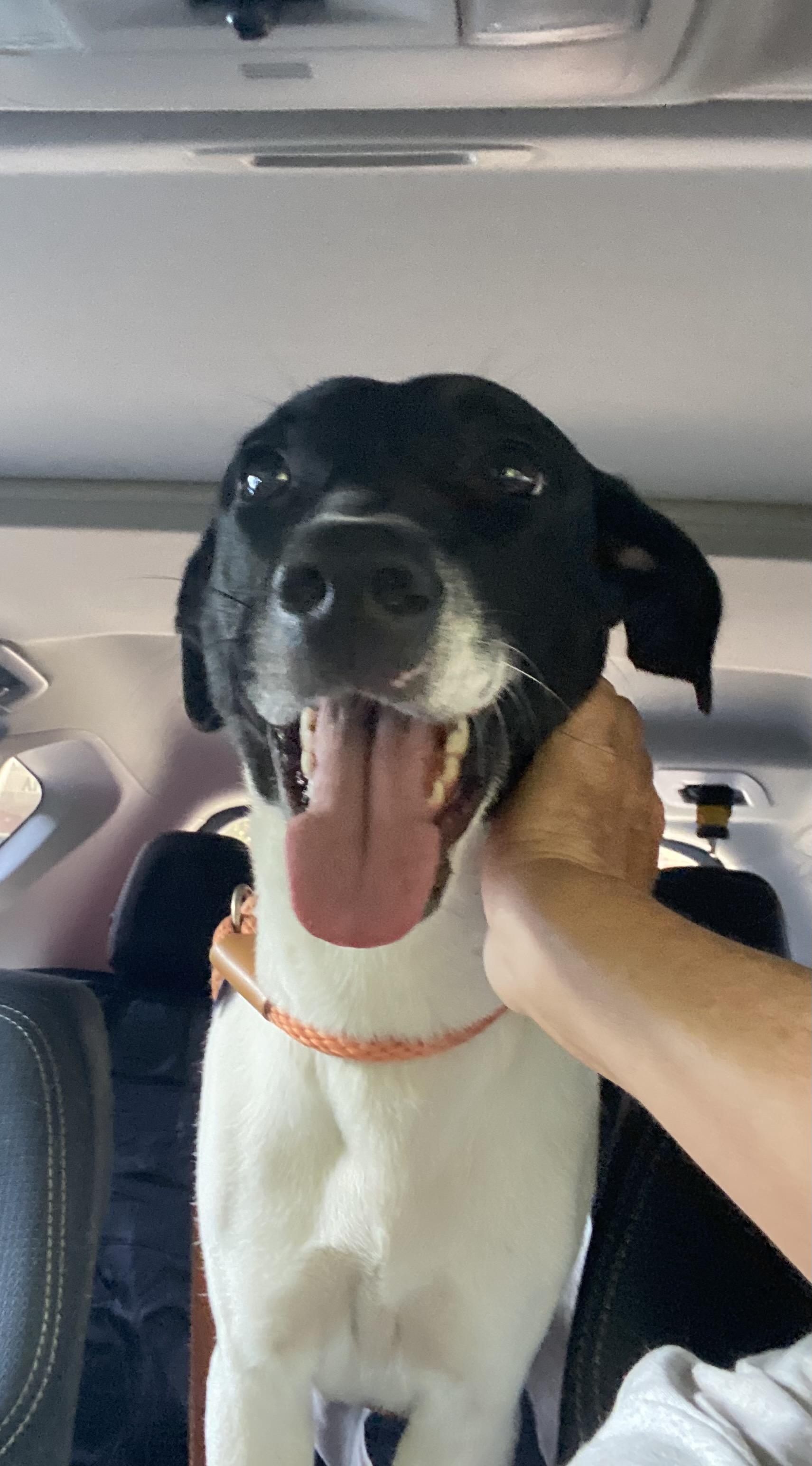 Serenity, Adoptable, Adult Female Labrador Retriever.