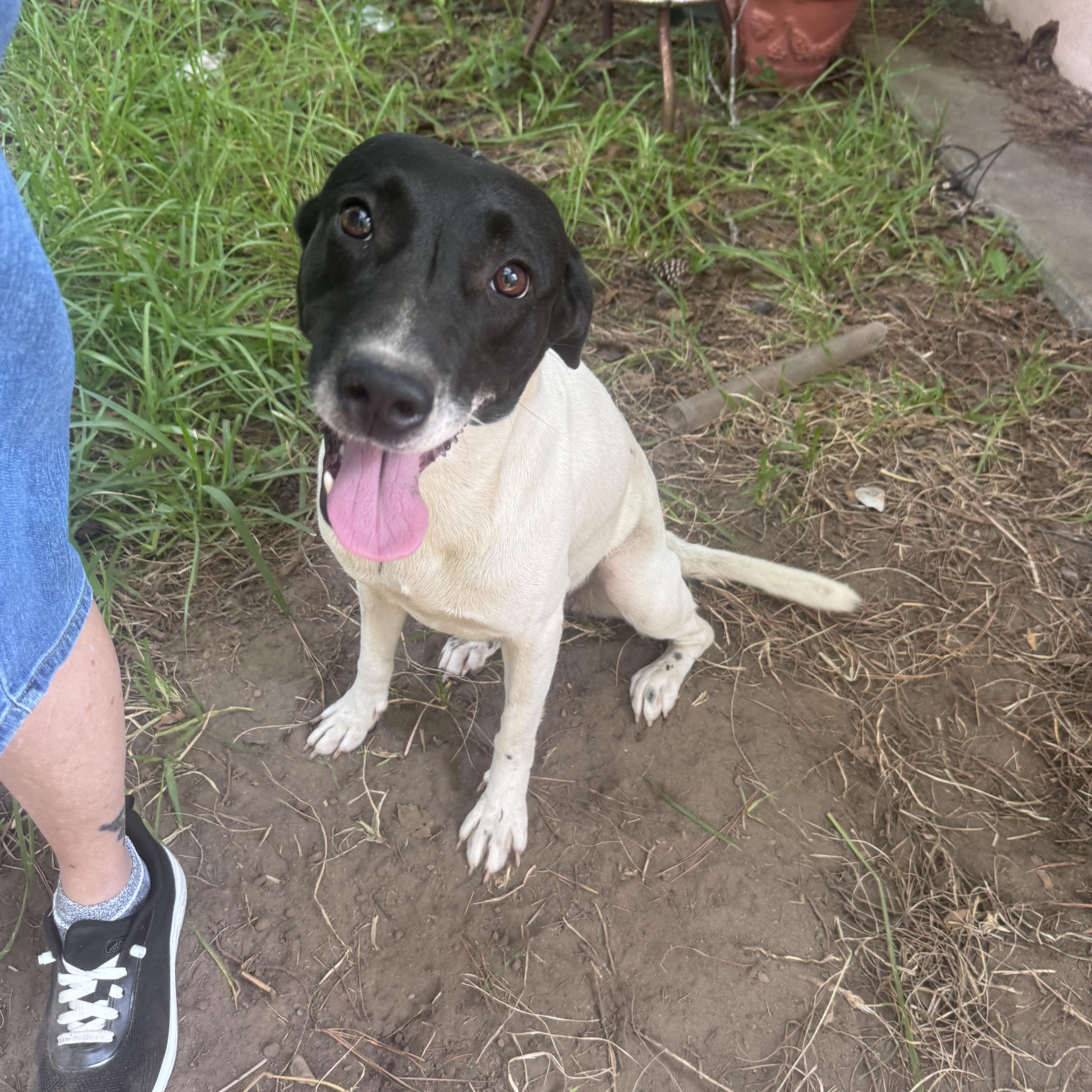 Enlarge Serenity, a Adoptable mixed breed in Crystal Lake, IL image 2/4