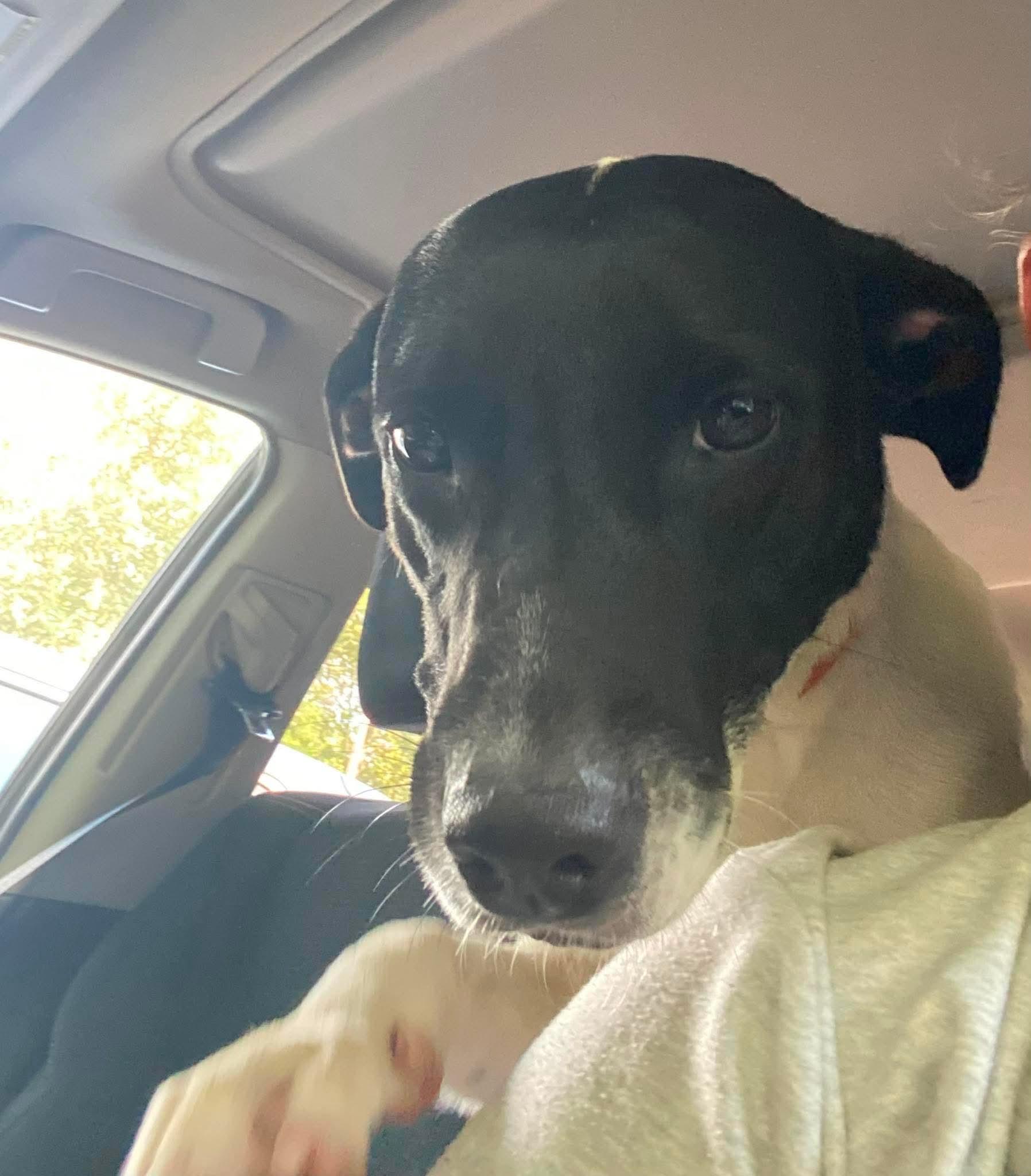 Enlarge Serenity, a Adoptable mixed breed in Crystal Lake, IL image 3/4