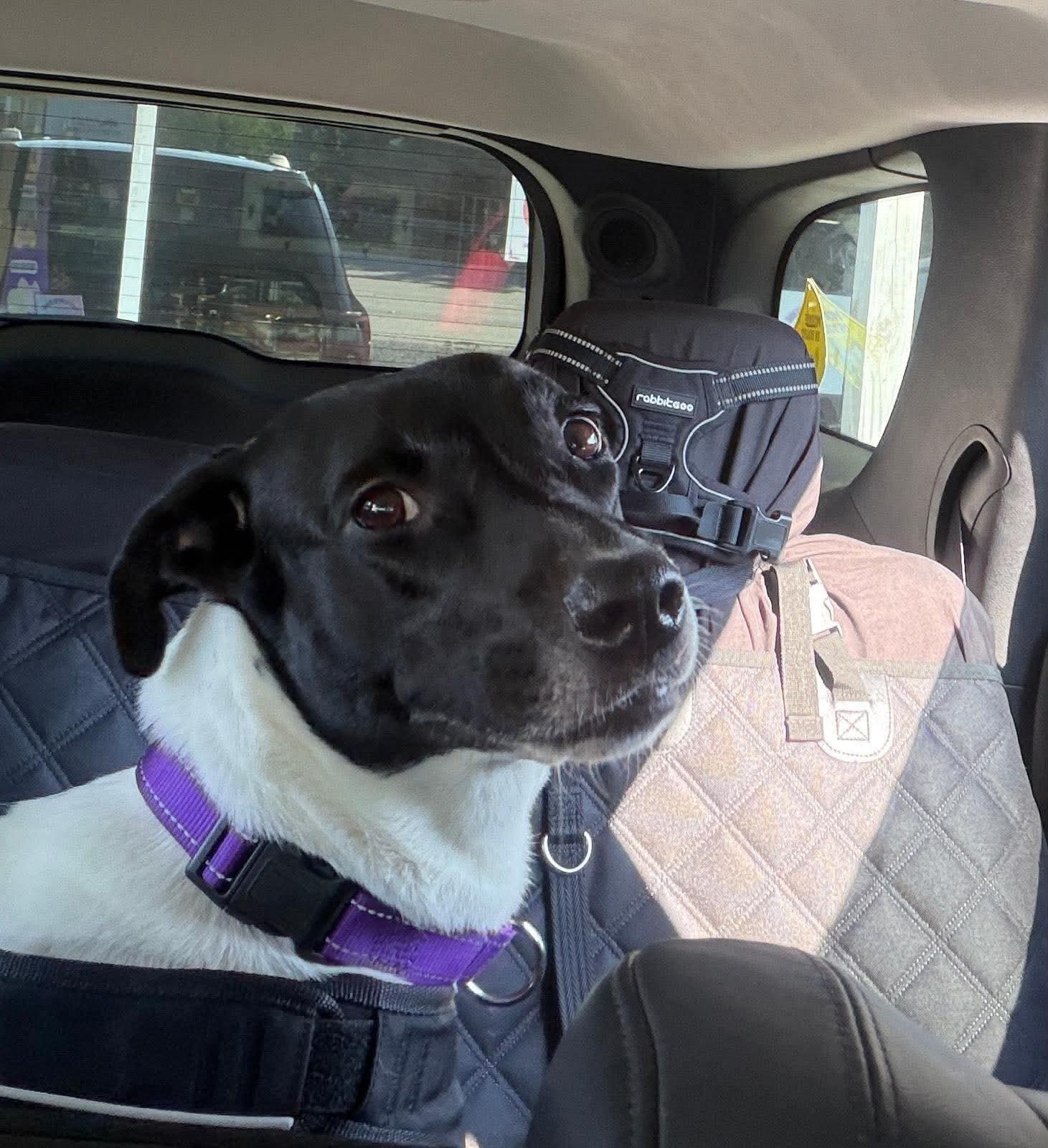 Enlarge Serenity, a Adoptable mixed breed in Crystal Lake, IL image 4/4