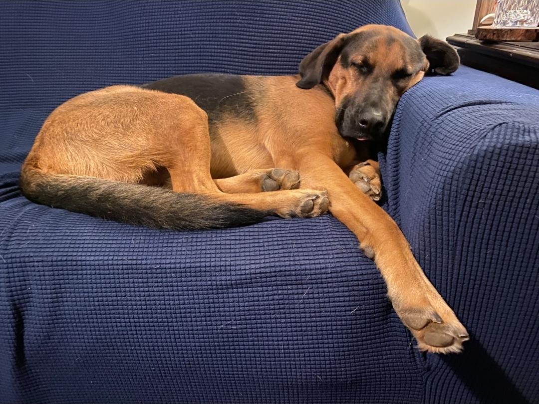 Clifford, an adopted mixed breed in Lansing, MI image 5/6