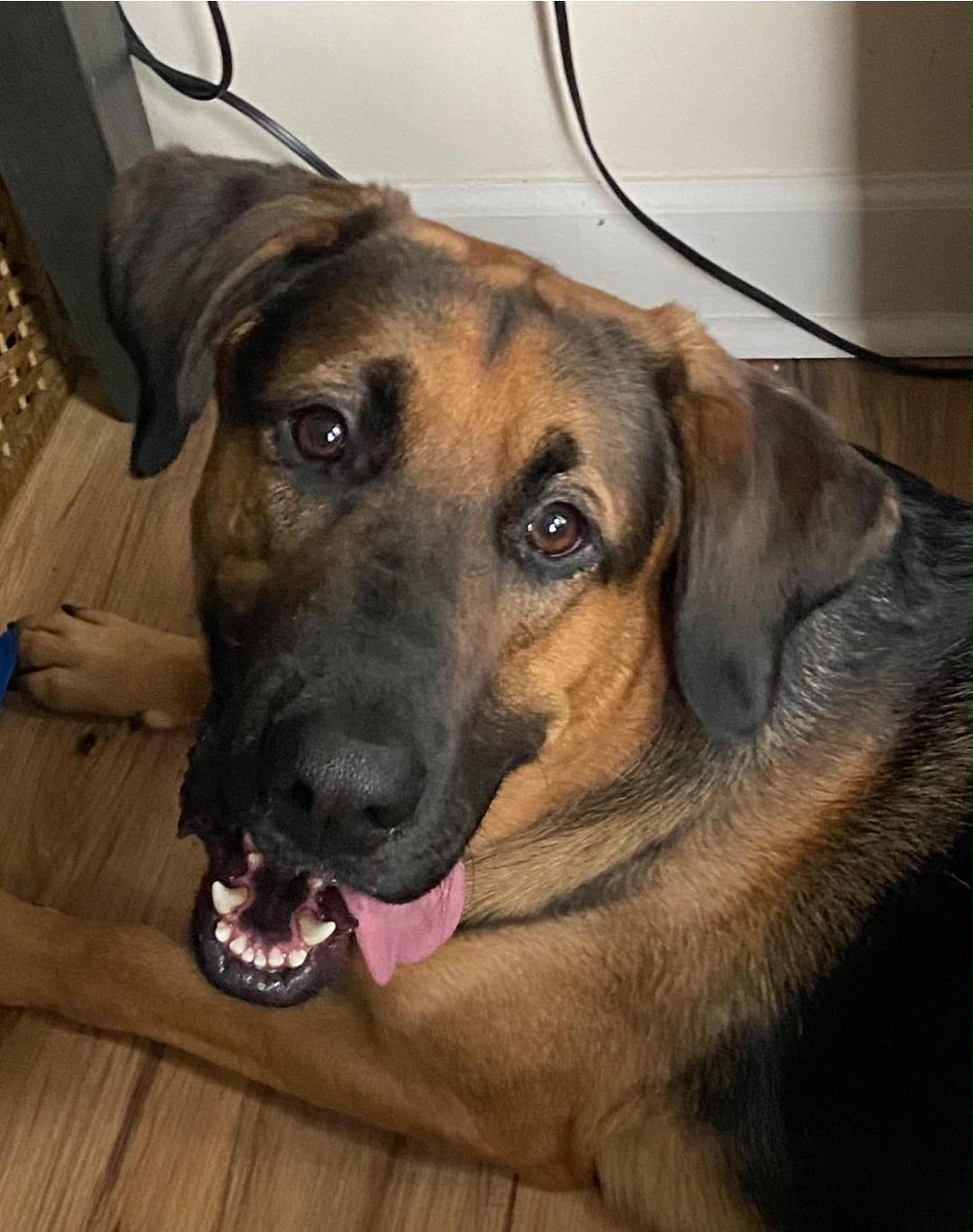 Clifford, an adopted mixed breed in Lansing, MI image 2/6