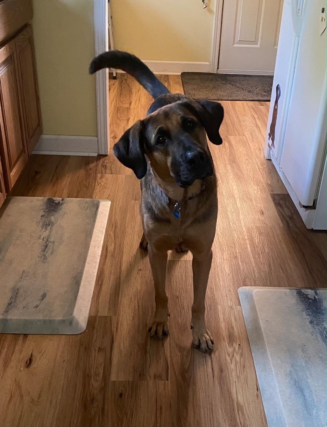 Clifford, an adopted mixed breed in Lansing, MI image 3/6