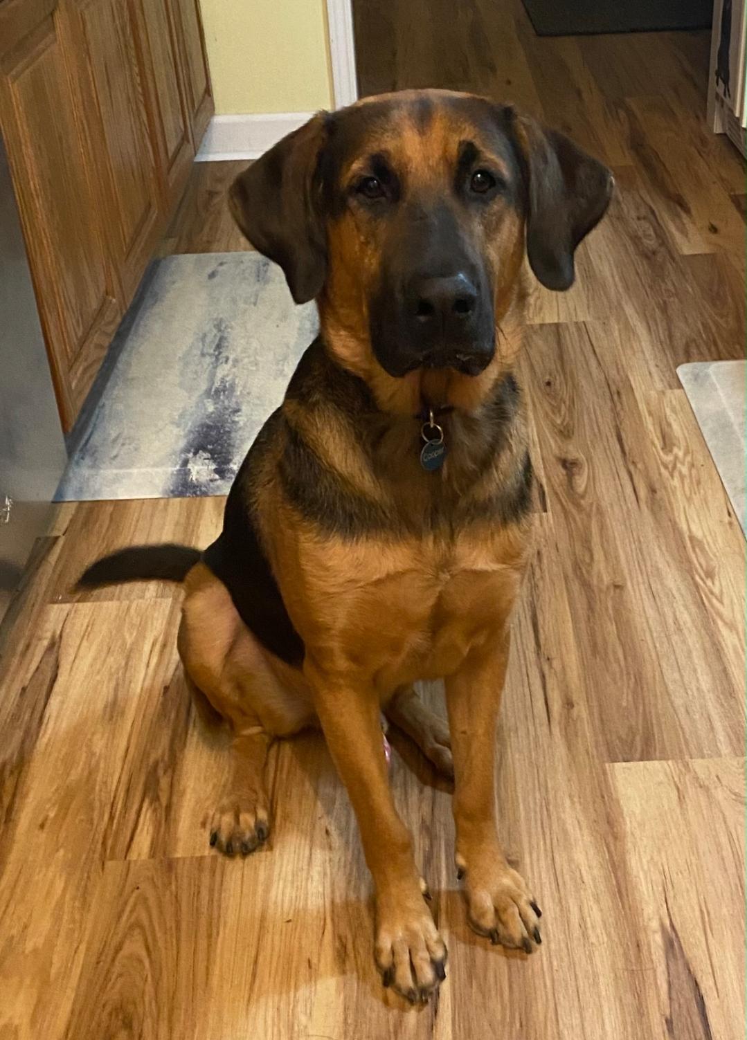 Clifford, adopted, Adult Male Hound & German Shepherd Dog.