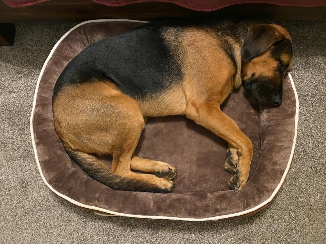 Clifford, an adopted mixed breed in Lansing, MI image 6/6