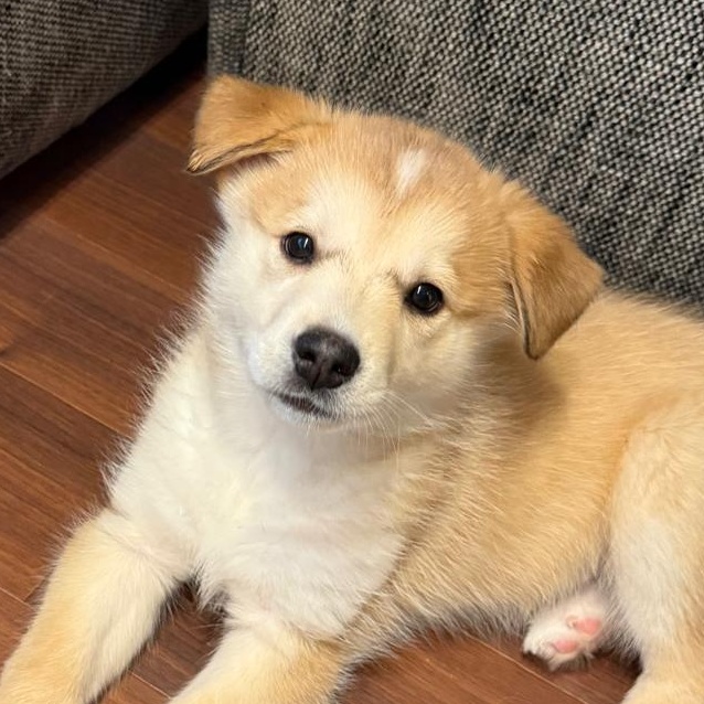 Lucie, adopted, Puppy Female Husky & Shepherd.