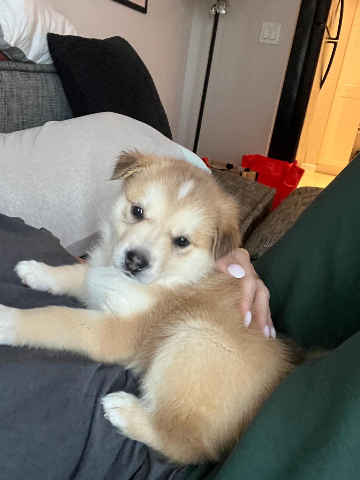 Lucie, an adopted mixed breed in Toronto, ON image 2/6