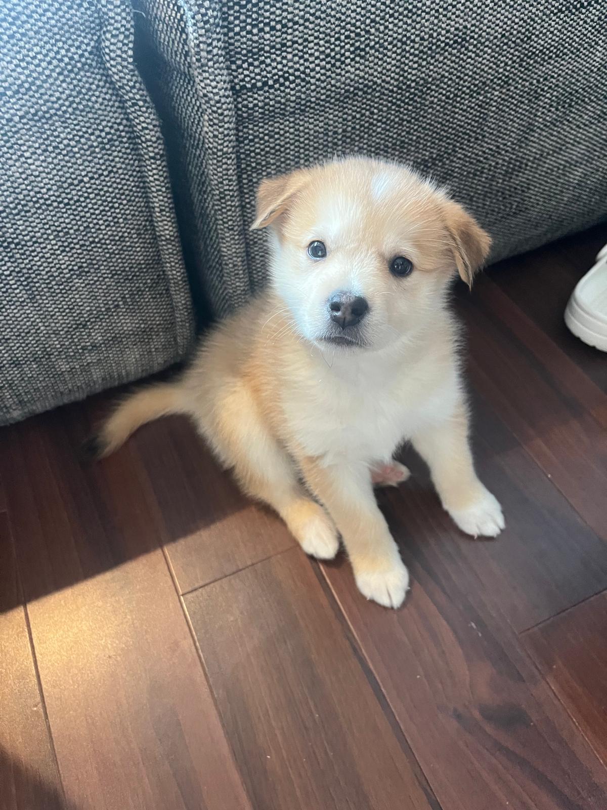 Lucie, an adopted mixed breed in Toronto, ON image 3/6
