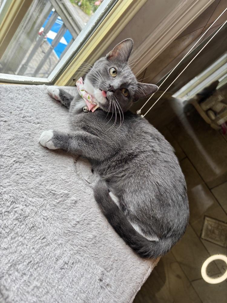 Enlarge Buttercup, a Adoptable Domestic Short Hair in Patchogue, NY image 1/6