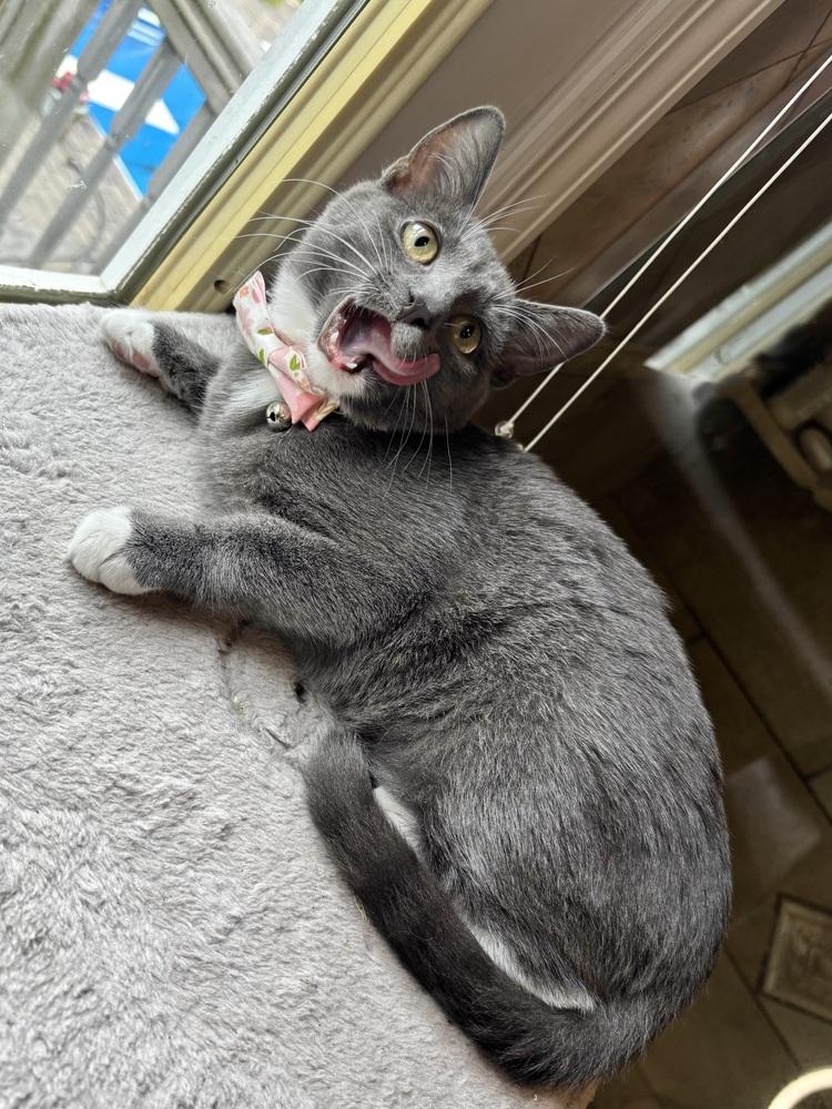 Enlarge Buttercup, a Adoptable Domestic Short Hair in Patchogue, NY image 2/6