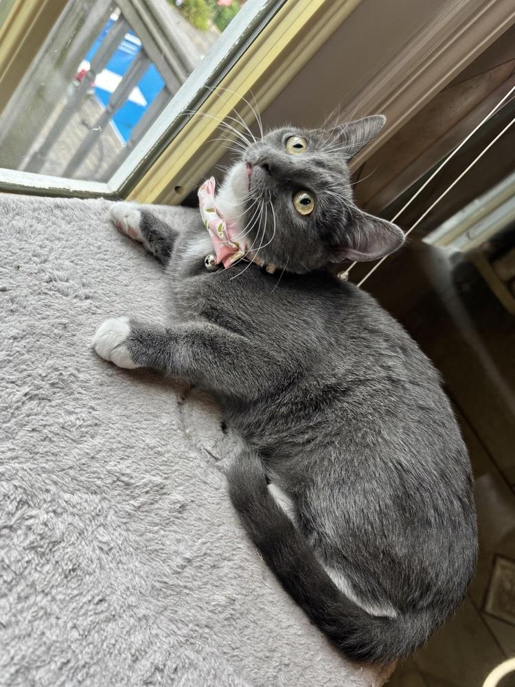 Enlarge Buttercup, a Adoptable Domestic Short Hair in Patchogue, NY image 3/6