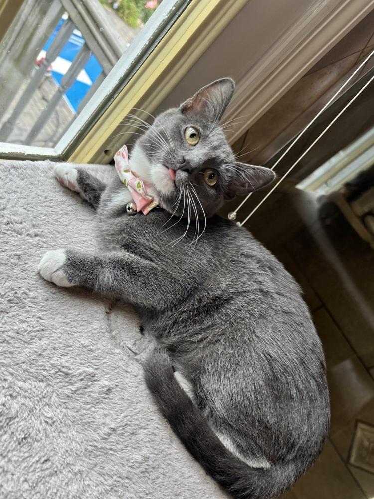 Enlarge Buttercup, a Adoptable Domestic Short Hair in Patchogue, NY image 4/6