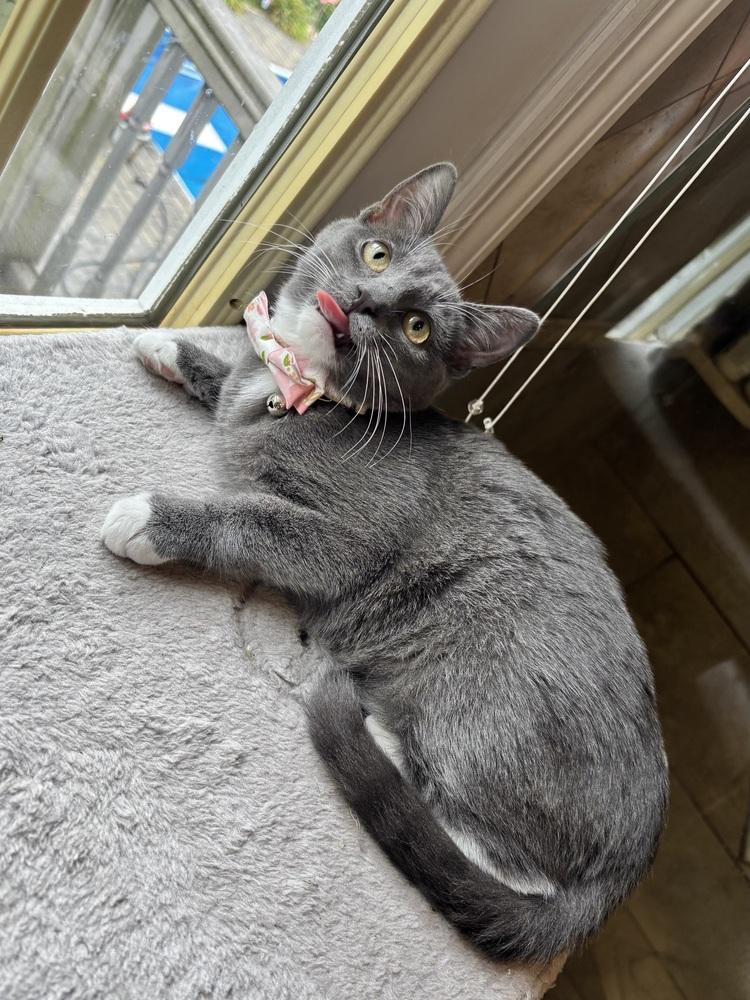 Enlarge Buttercup, a Adoptable Domestic Short Hair in Patchogue, NY image 5/6