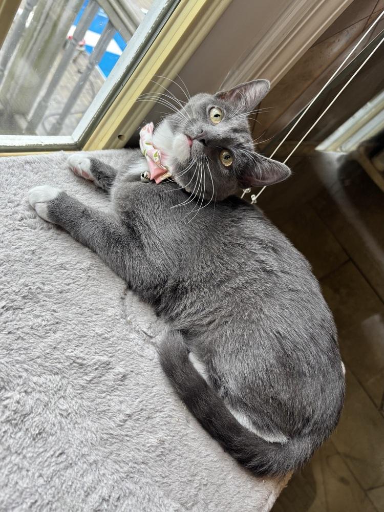 Enlarge Buttercup, a Adoptable Domestic Short Hair in Patchogue, NY image 6/6