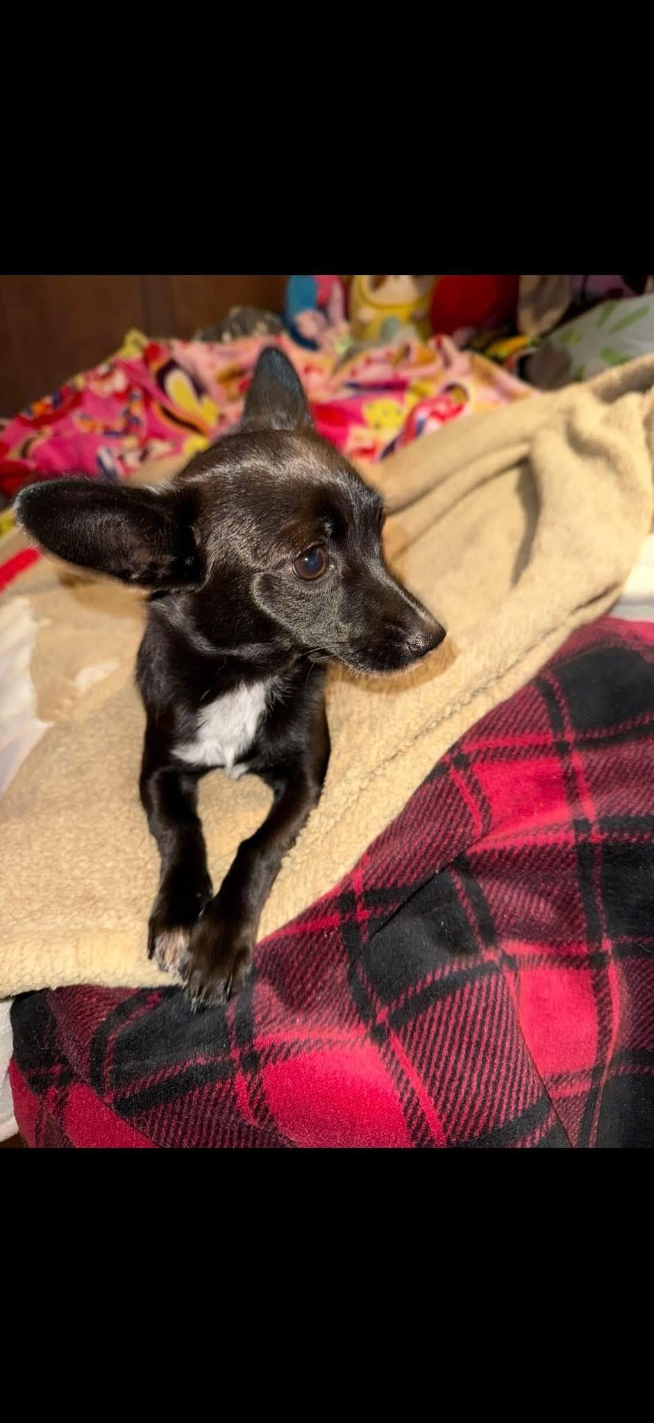 Mini, Adopted, Young Female Chihuahua & Terrier.