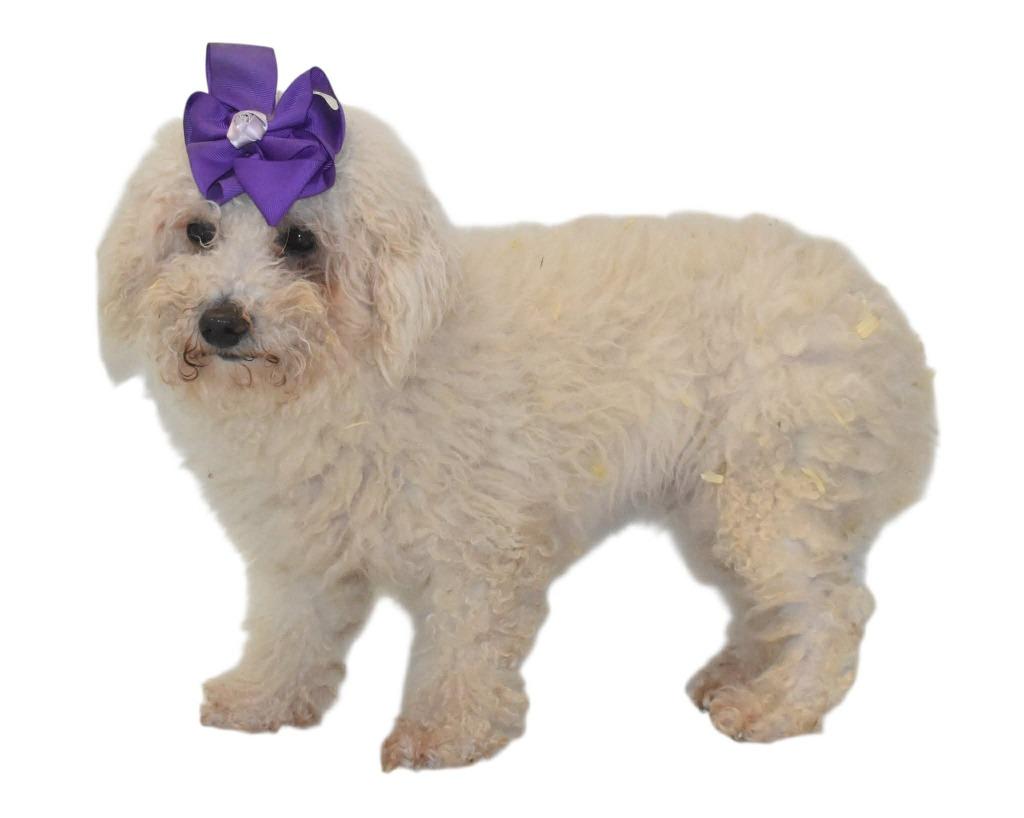 Ribbon, Adoptable, Adult Female Bichon Frise.