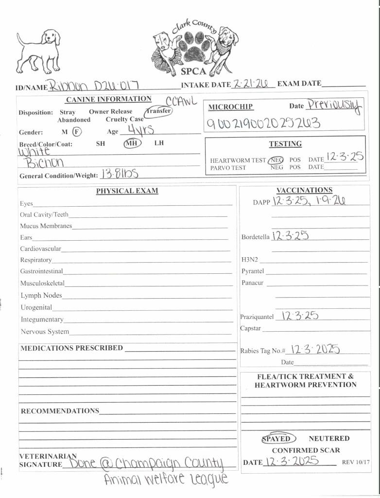 Ribbon, a Adoptable Bichon Frise in Springfield, OH image 2/4