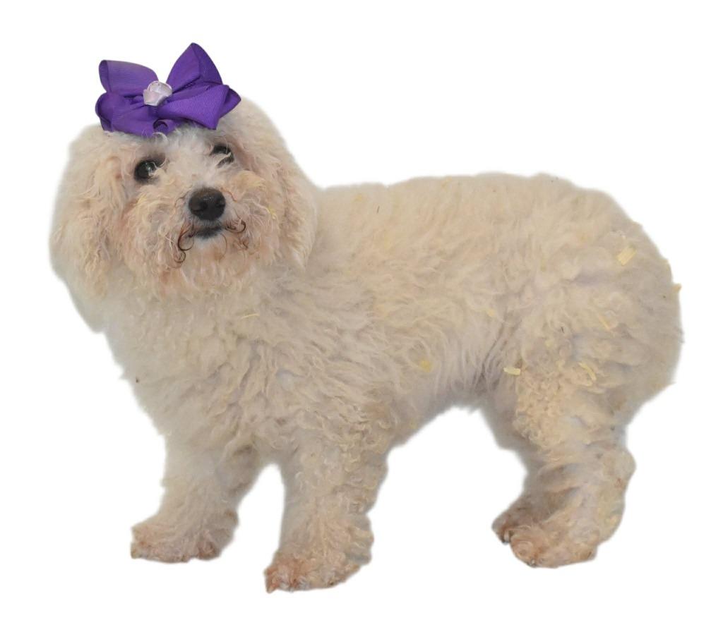 Ribbon, a Adoptable Bichon Frise in Springfield, OH image 3/4
