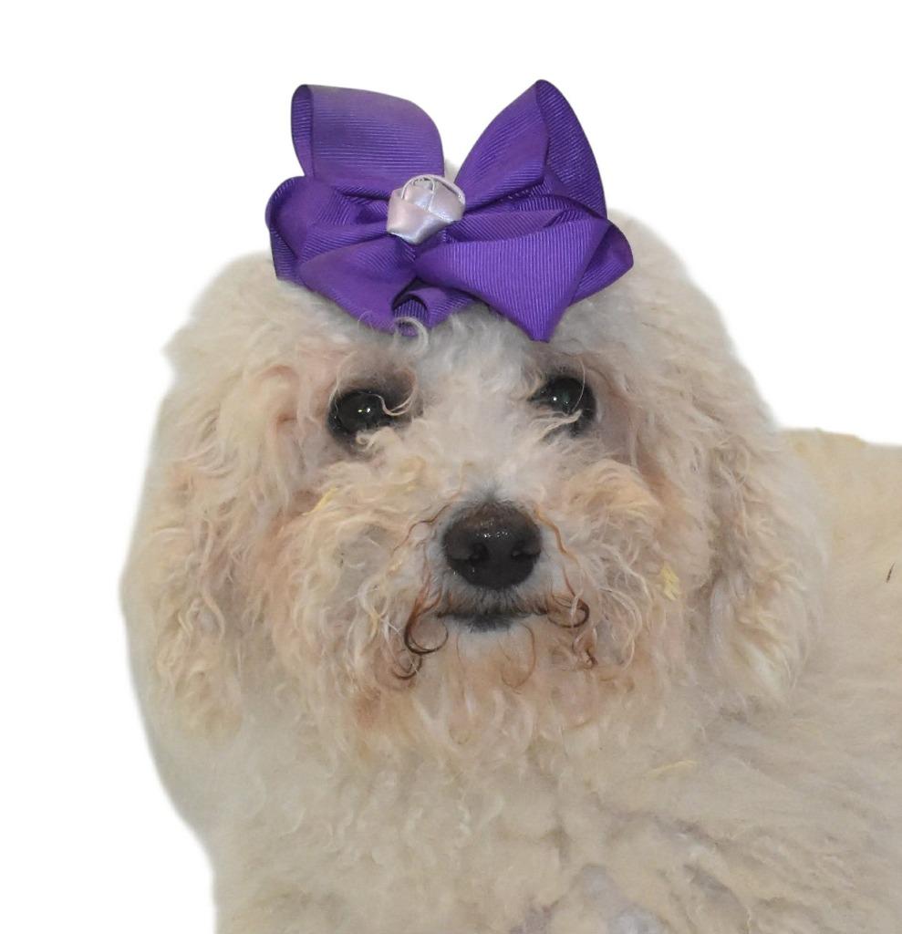 Ribbon, a Adoptable Bichon Frise in Springfield, OH image 4/4
