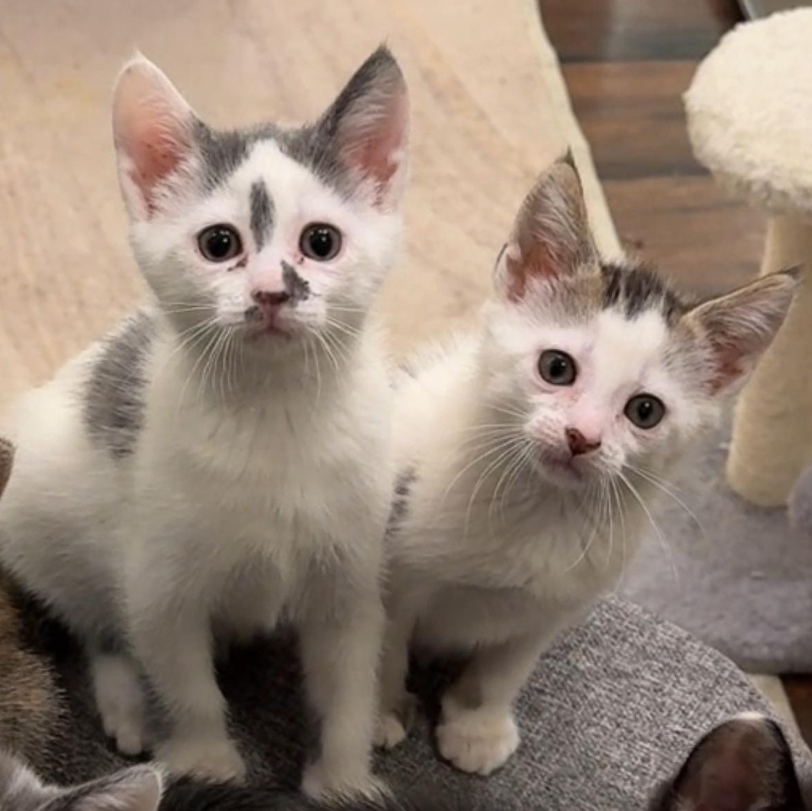 Cash & Jackpot, Adopted, Kitten Male Domestic Short Hair.