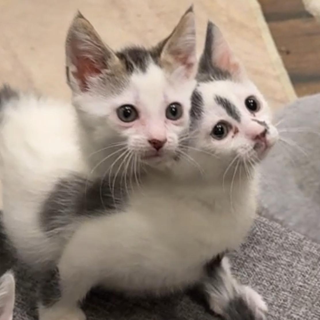 Enlarge Cash & Jackpot, a Adopted mixed breed in New york, NY image 4/4