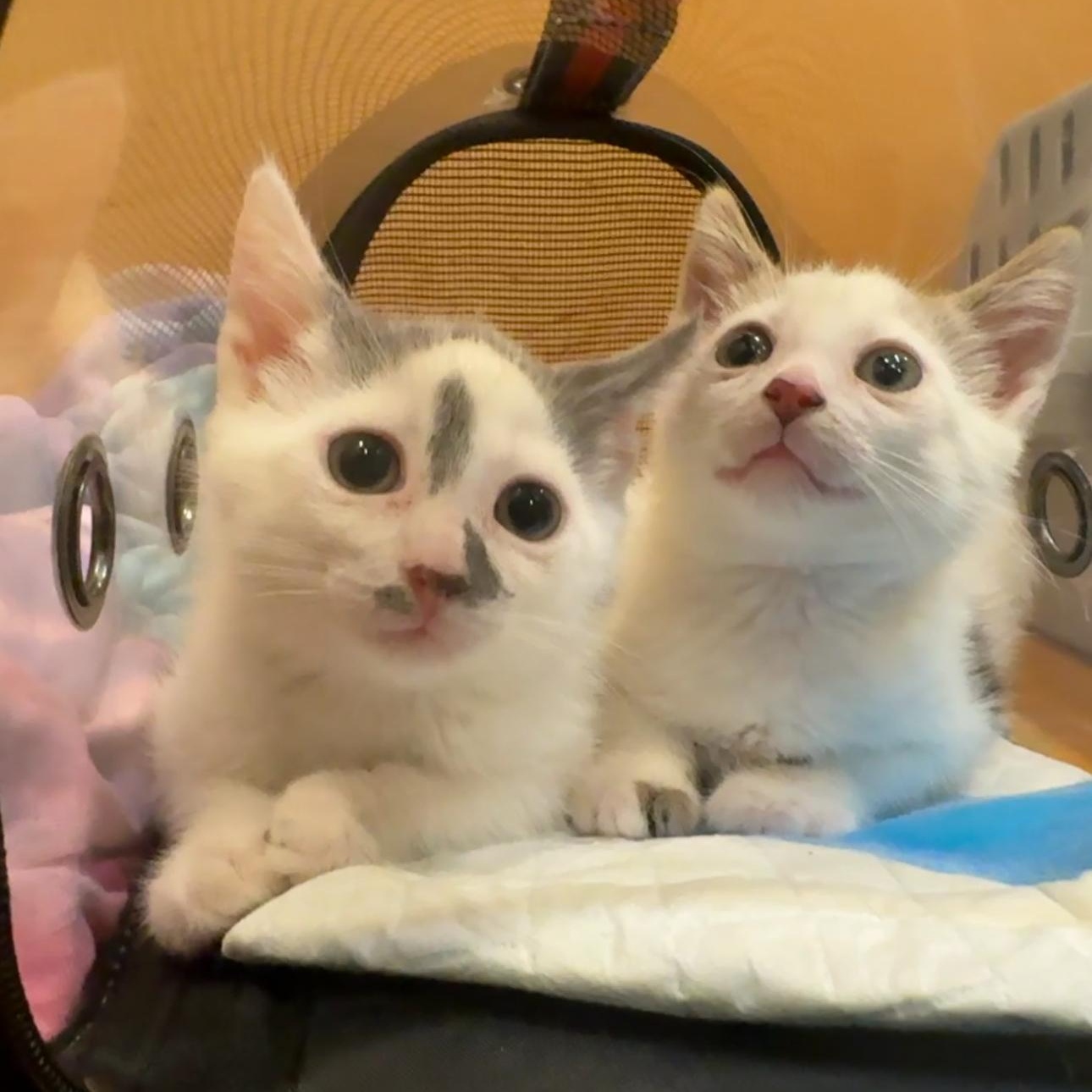 Enlarge Cash & Jackpot, a Adopted mixed breed in New york, NY image 2/4