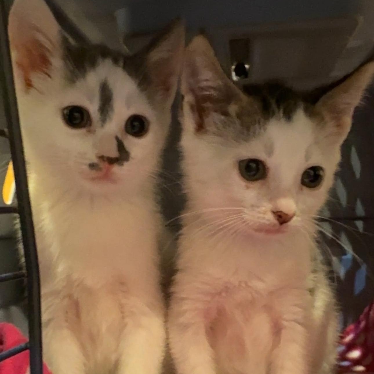 Enlarge Cash & Jackpot, a Adopted mixed breed in New york, NY image 3/4