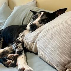 Beesly--In Foster, Adoptable, Adult Female Australian Shepherd & Pit Bull Terrier.