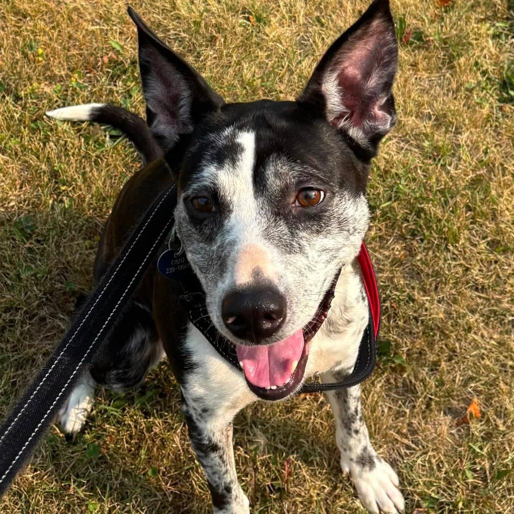 Enlarge Beesly--In Foster, a Adoptable mixed breed in Fargo, ND image 2/6
