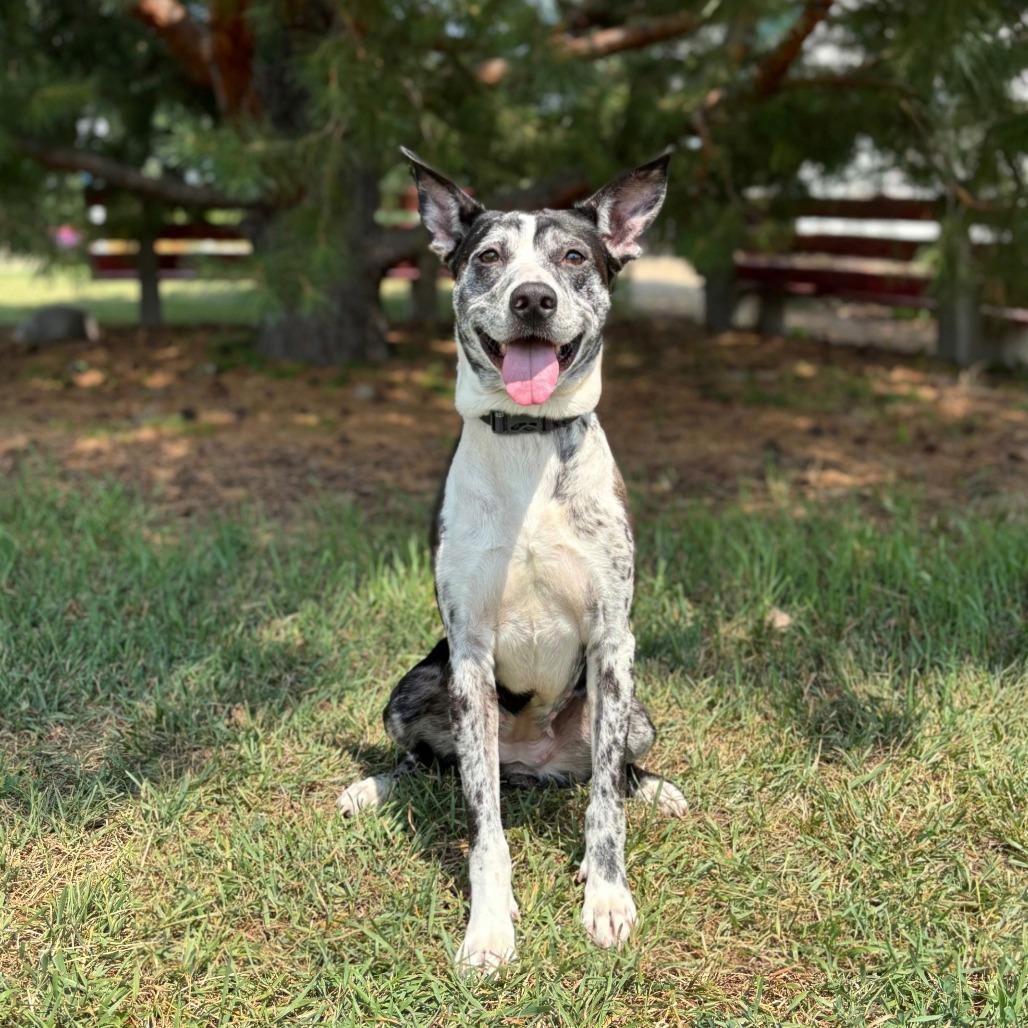 Enlarge Beesly--In Foster, a Adoptable mixed breed in Fargo, ND image 3/6