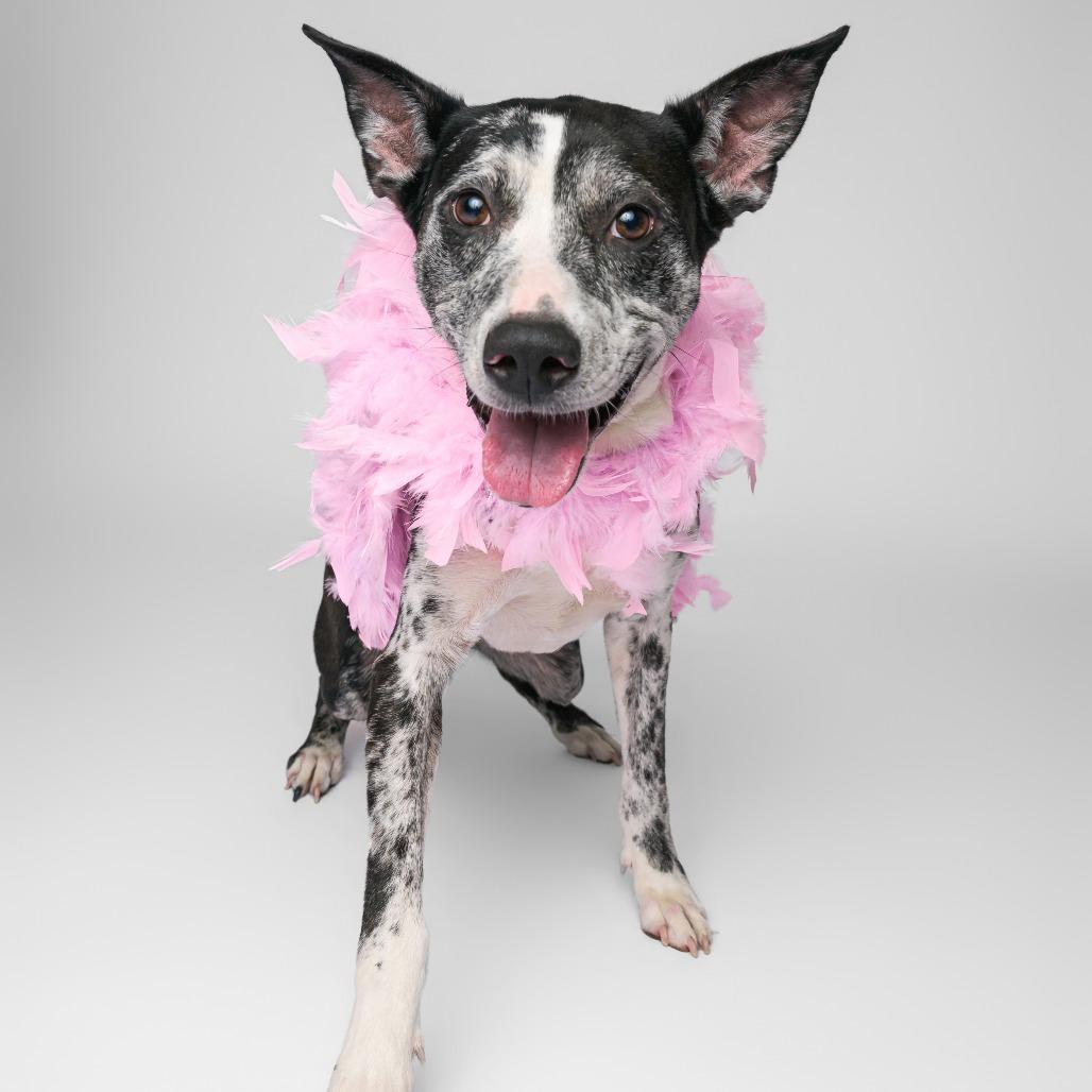 Enlarge Beesly--In Foster, a Adoptable mixed breed in Fargo, ND image 4/6