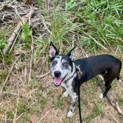 Enlarge Beesly--In Foster, a Adoptable mixed breed in Fargo, ND image 5/6