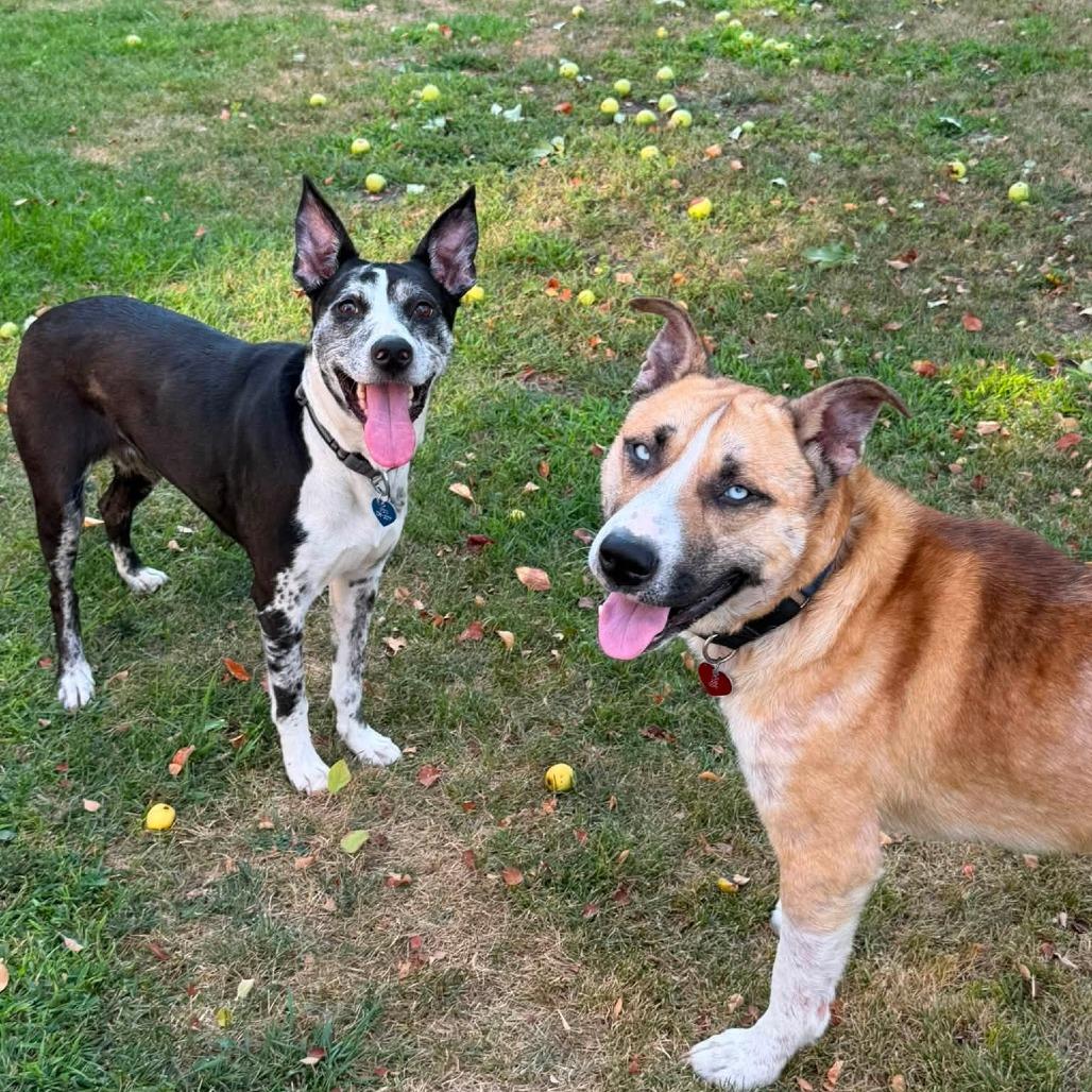 Enlarge Beesly--In Foster, a Adoptable mixed breed in Fargo, ND image 6/6