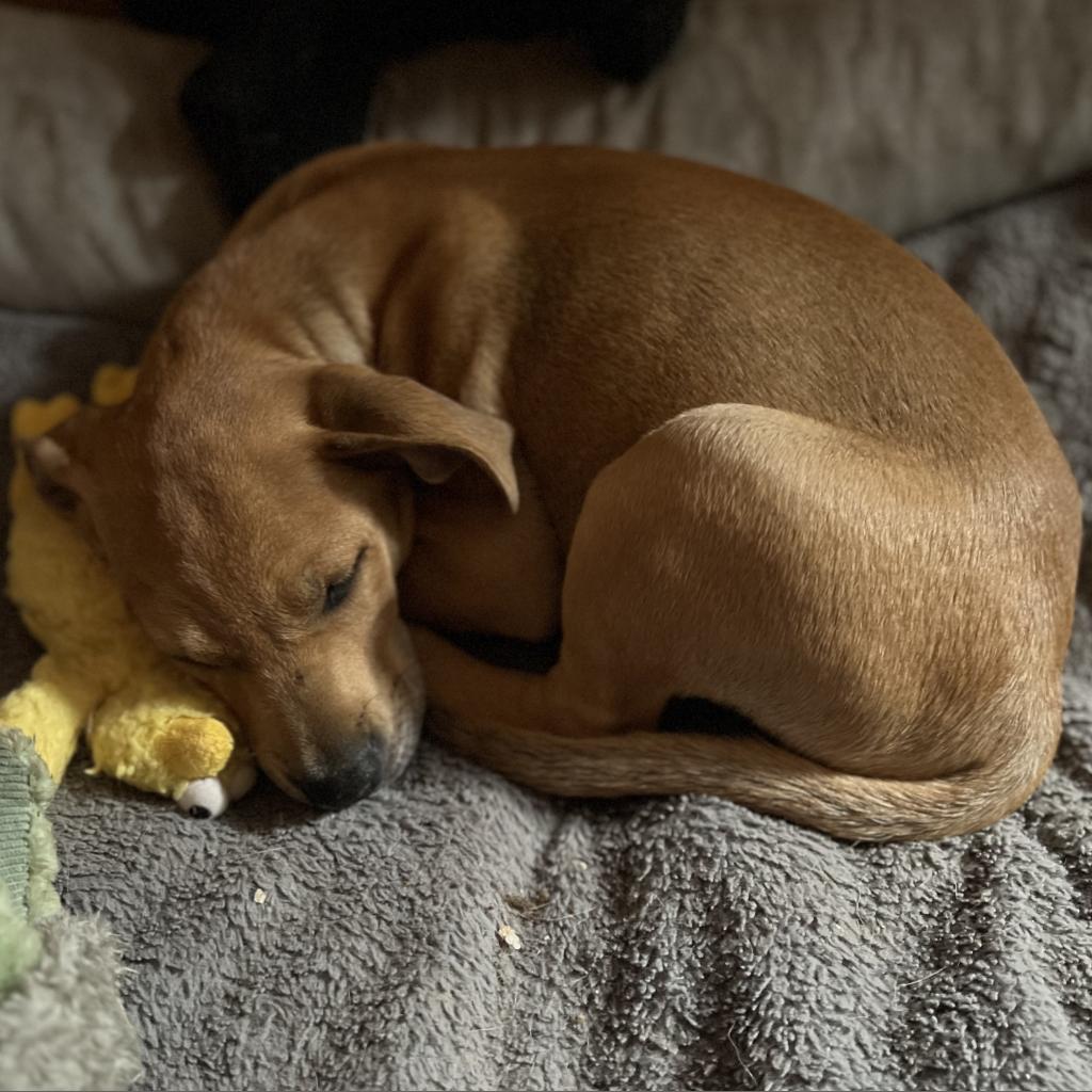 Enlarge D.G., a Adoptable mixed breed in QUINCY, FL image 1/6