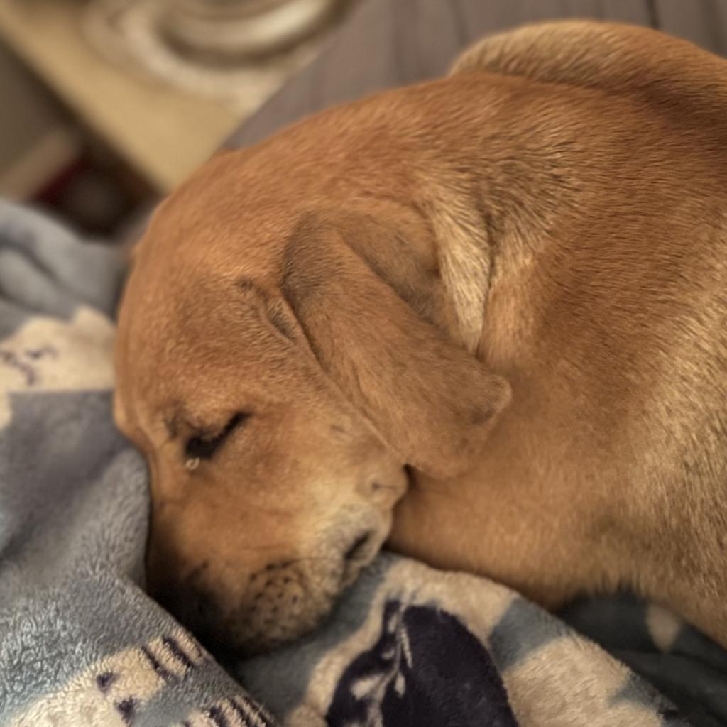 Enlarge D.G., a Adoptable mixed breed in QUINCY, FL image 2/6