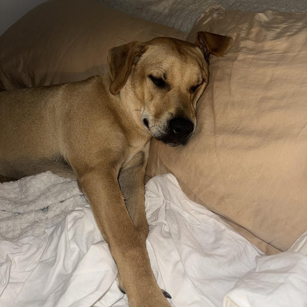 Enlarge D.G., a Adoptable mixed breed in QUINCY, FL image 4/6