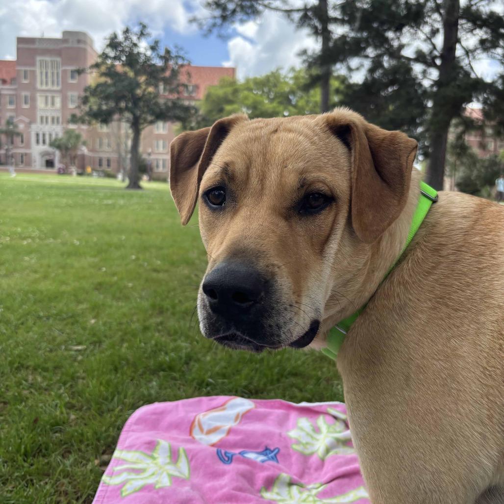 Enlarge D.G., a Adoptable mixed breed in QUINCY, FL image 5/6