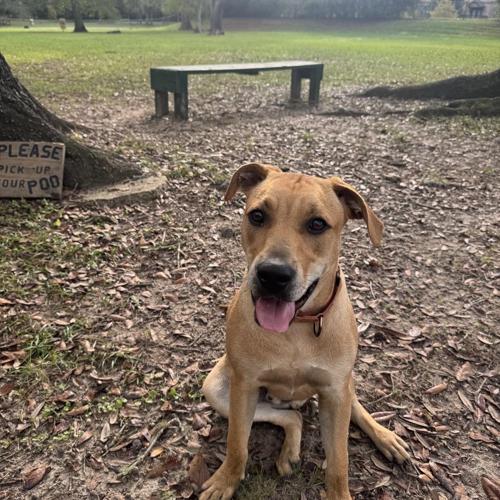 Enlarge D.G., a Adoptable mixed breed in QUINCY, FL image 6/6