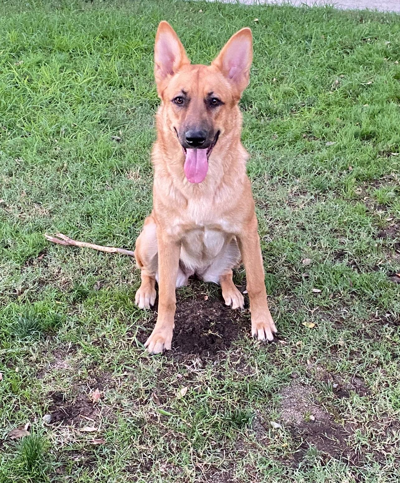 Leota, Adoptable, Puppy Female German Shepherd Dog.