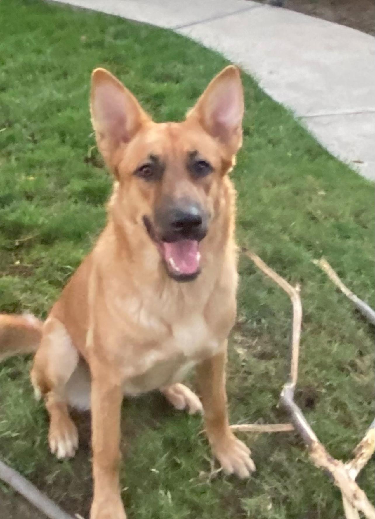 Enlarge Leota, a Adoptable German Shepherd Dog in San Bernardino, CA image 3/3