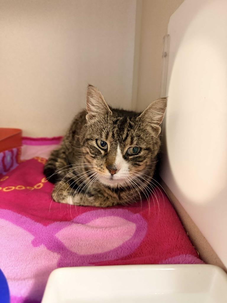 Octavia, Adoptable, Young Female Domestic Short Hair.
