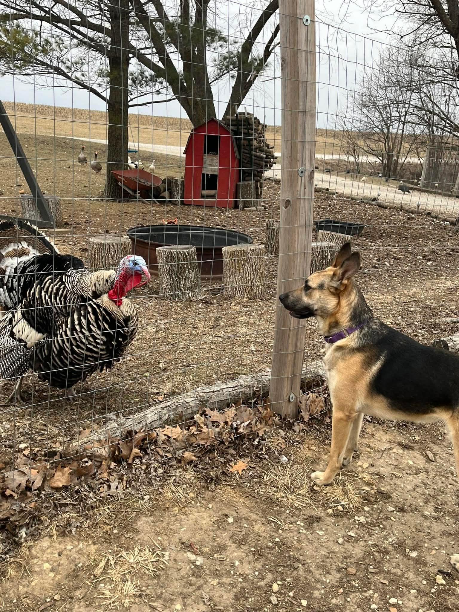 Lucas, an adopted mixed breed in Jefferson City, MO image 2/6