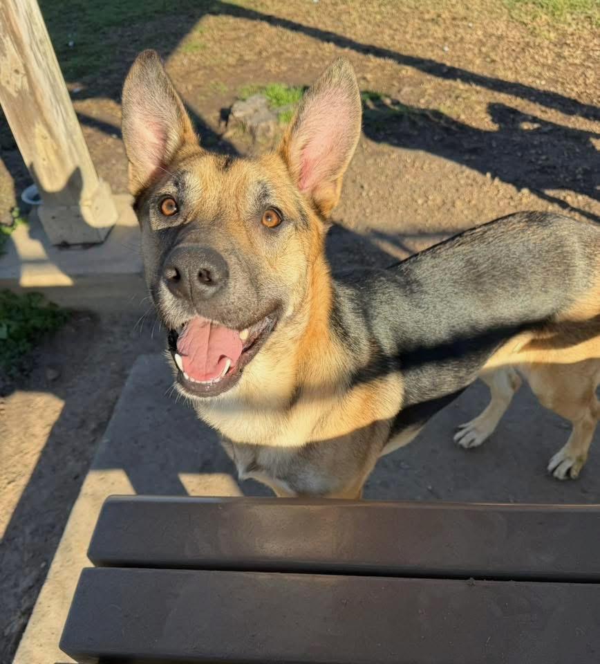 Enlarge Lucas-Coming soon, a ADOPTABLE mixed breed in Jefferson City, MO image 4/5