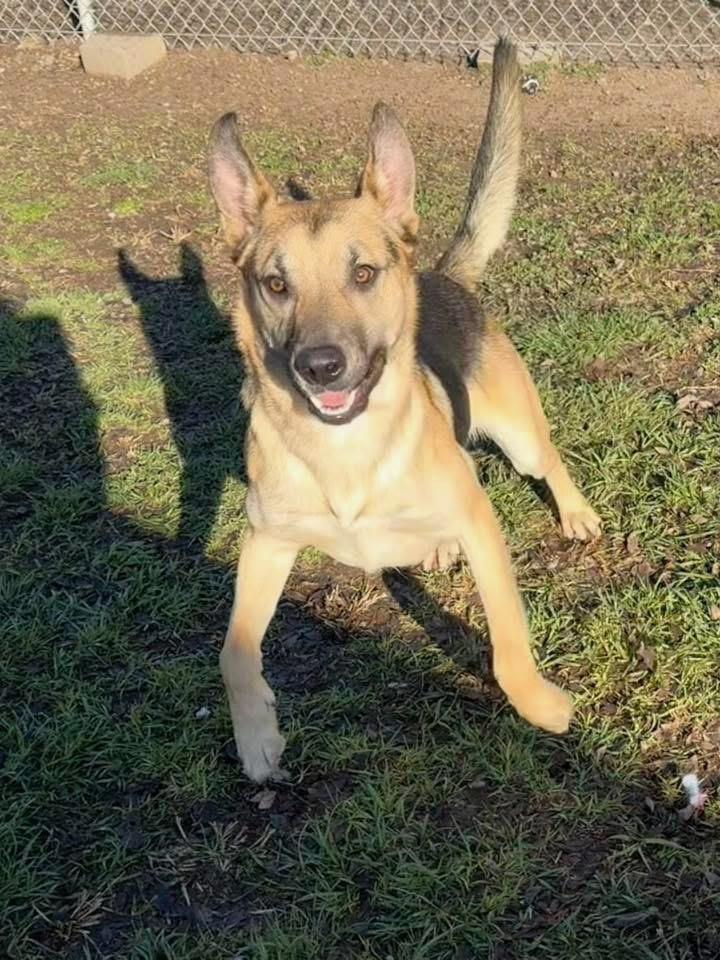 Enlarge Lucas-Coming soon, a ADOPTABLE mixed breed in Jefferson City, MO image 5/5