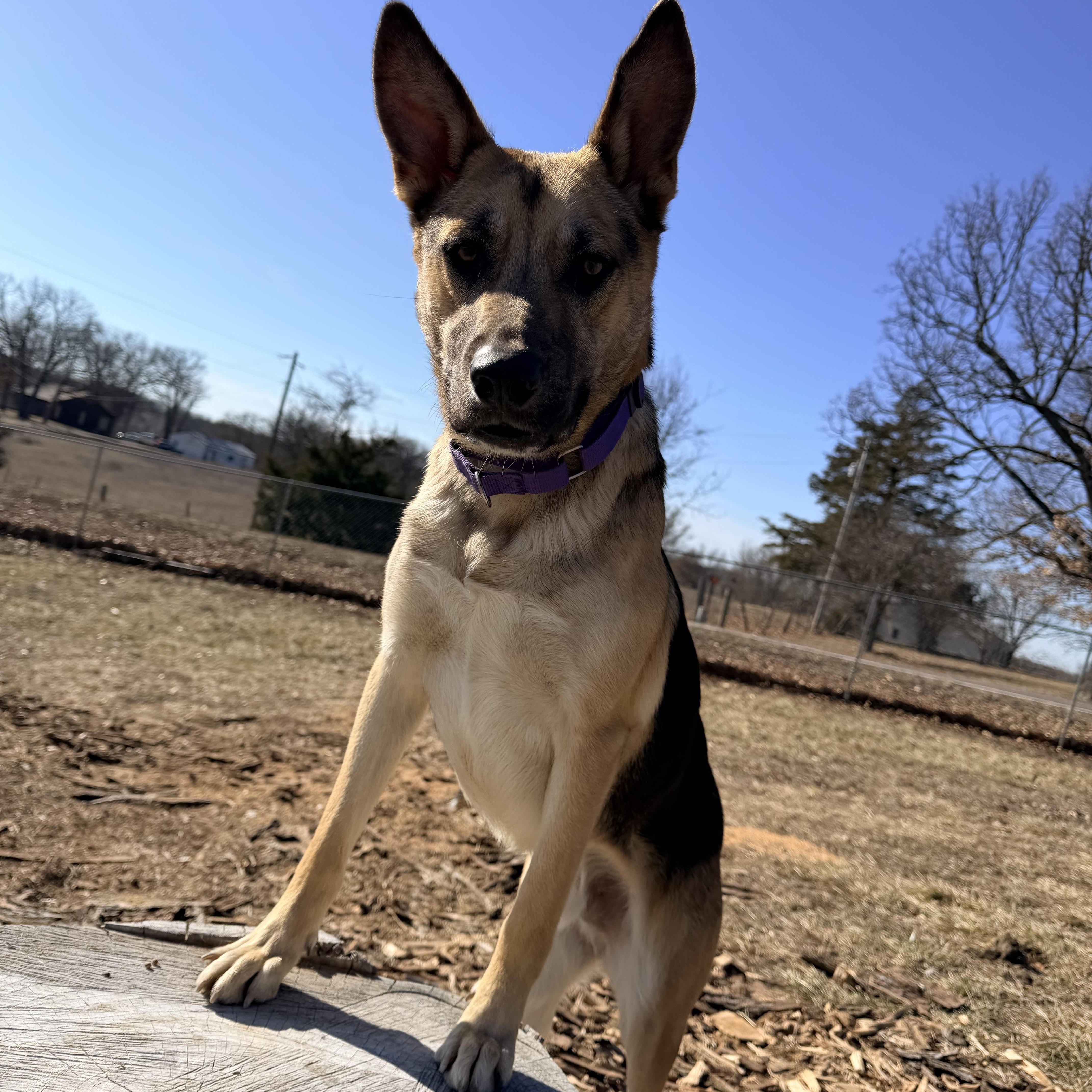 Lucas, an adopted mixed breed in Jefferson City, MO image 1/6