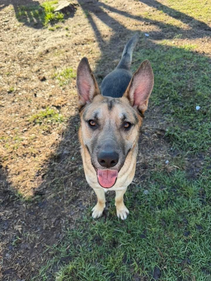 Enlarge Lucas-Coming soon, a ADOPTABLE mixed breed in Jefferson City, MO image 2/5