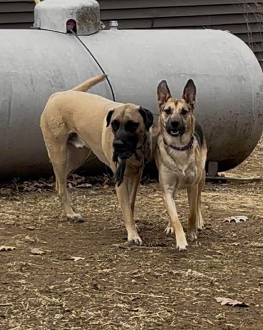 Lucas, an adopted mixed breed in Jefferson City, MO image 4/6