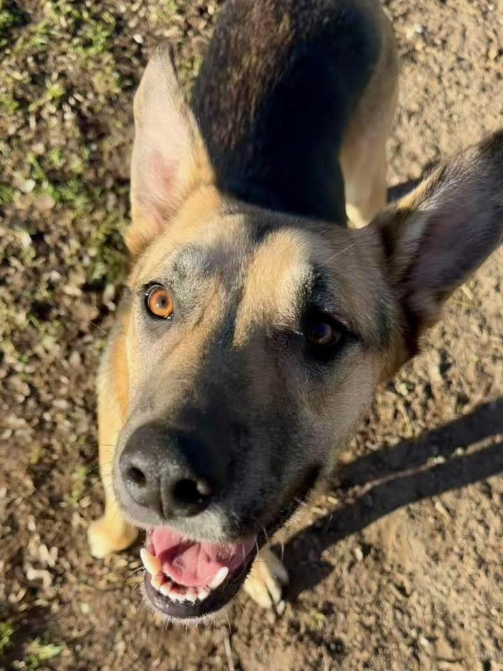 Enlarge Lucas-Coming soon, a ADOPTABLE mixed breed in Jefferson City, MO image 3/5