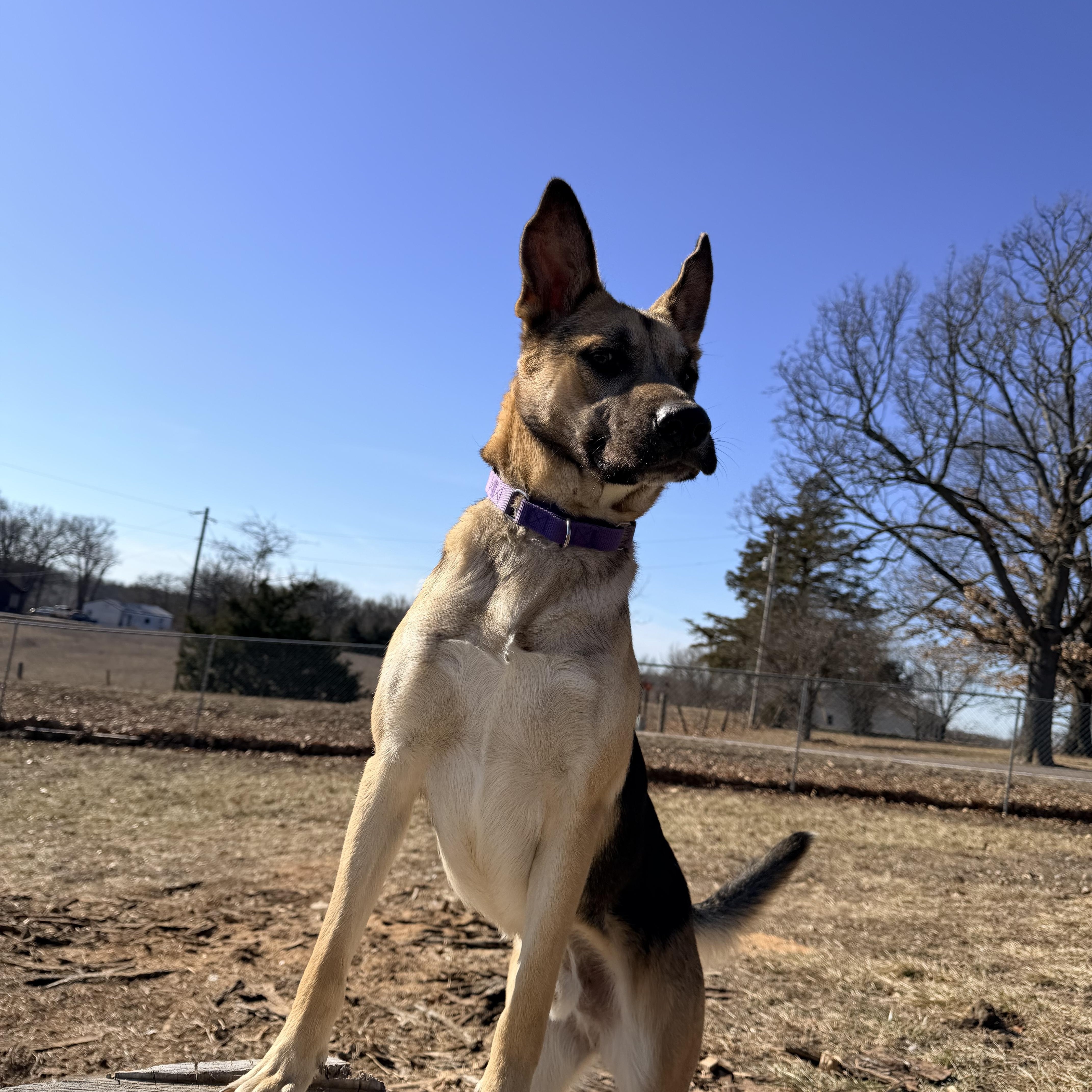 Lucas, an adopted mixed breed in Jefferson City, MO image 6/6
